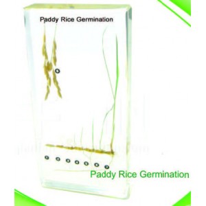 Paddy Rice Germination